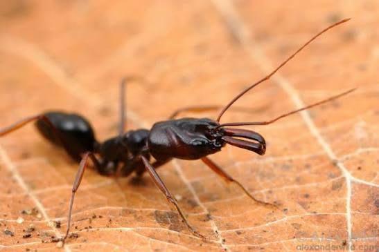 カメルーン産 トラップジョーアント / Trap-jaw Ant / Odontomachus assiniensis|女王1匹+ワーカー10〜20匹