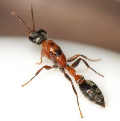 ペルー産 グレースフル・トウィッグアント / Graceful Twig Ant / Pseudomyrmex gracilis｜女王1匹＋ワーカー20匹