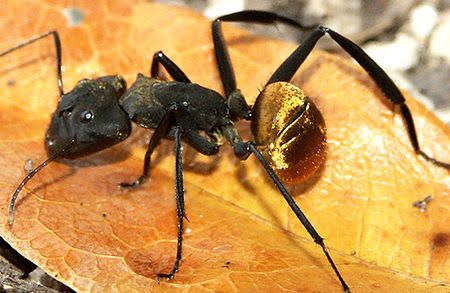 ペルー産 セリセイベントリスオオアリ / Sericeiventris Carpenter Ant / Camponotus sericeiventris｜女王1匹＋ワーカー20匹