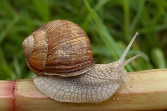Roman Snail / リンゴマイマイ / Helix pomatia (スロバキア・ブラチスラヴァ産)