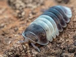 パンダキングワラジムシ / Panda King Isopod / Cubaris sp. “Panda King” / 12匹