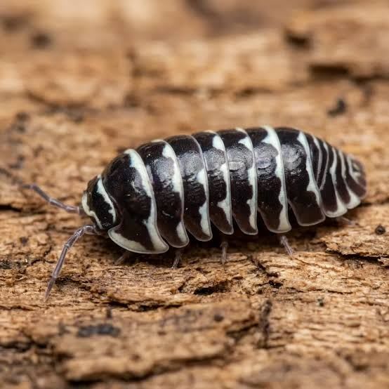 ゼブラワラジムシ（Zebra Isopod） Armadillidium maculatum 10匹