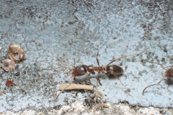 ペルー産アルゼンチンアリ / Argentine Ant / Linepithema humile｜女王1匹＋ワーカー20匹