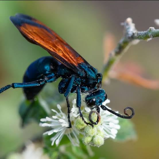 ペルー産タランチュラホーク / Tarantula Hawk Wasp / Pepsis spp.(1 Female)