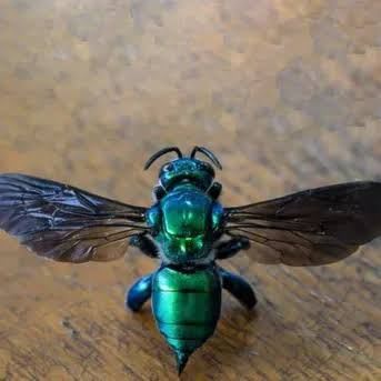 ペルー産オーキッドビー / Orchid Bee / Euglossa spp. (1 Female)