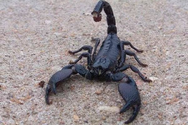 カメルーン産 ダイオウサソリ（Emperor Scorpion）Pandinus imperator 生体(1 Pair)