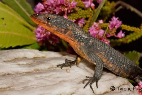ブルースポッテッドヨロイトカゲ / Blue-spotted Girdled Lizard / Ninurta coeruleopunctatus / Cordylus coeruleopunctatus