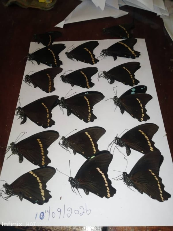 Cameroon Papilio nireus – African Green-banded Swallowtail Specimen