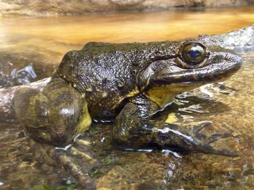 トーゴ産アレンブルフロッグ / Togo Bull Frog (Conraua alleni)