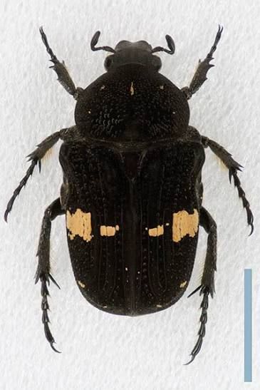 Dark Flower Chafer / クロハナムグリ / Tropinota squalida(Pair)