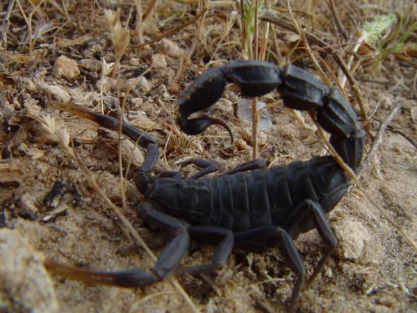 Black Fat-tailed Scorpion / ブラック・ファットテール・スコーピオン / Androctonus bicolor(Pair)