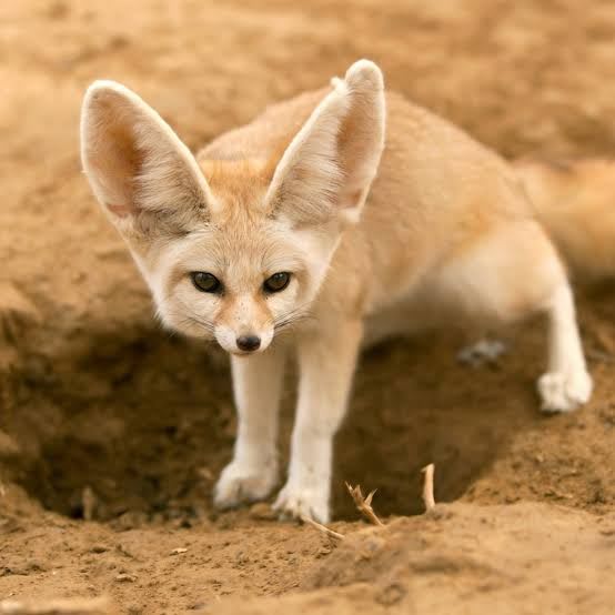 Fennec Fox / フェネック / Vulpes zerda