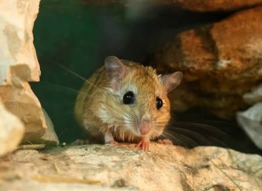 Bushy-tailed Jird / フサオスナネズミ / Sekeetamys calurus(4-Pack)