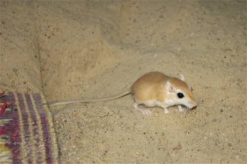 Greater Egyptian Gerbil / オオエジプトアレチネズミ / Gerbillus pyramidum (5-Pack / 5匹セット)