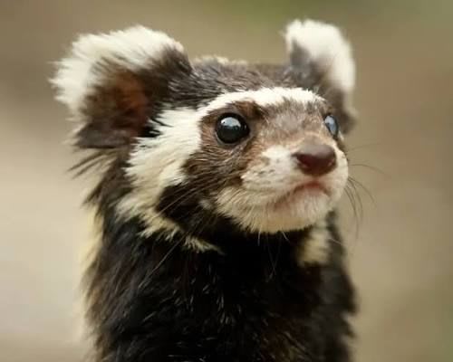 Marbled Polecat / マダライタチ / Vormela peregusna
