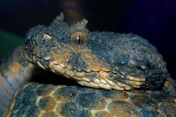 Persian Horned Viper / ペルシャツノクサリヘビ / Pseudocerastes persicus