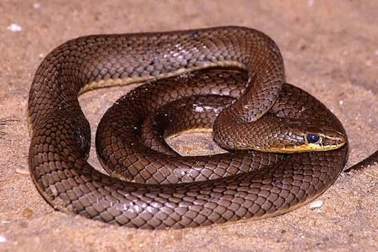 African Beauty Snake (9-Pack) / アフリカスナヘビ(9匹セット) / Psammophis sibilans sibilans