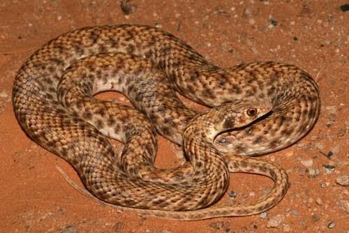 Moila Snake (6-Pack) / モイラヘビ(6匹セット) / Malpolon moilensis