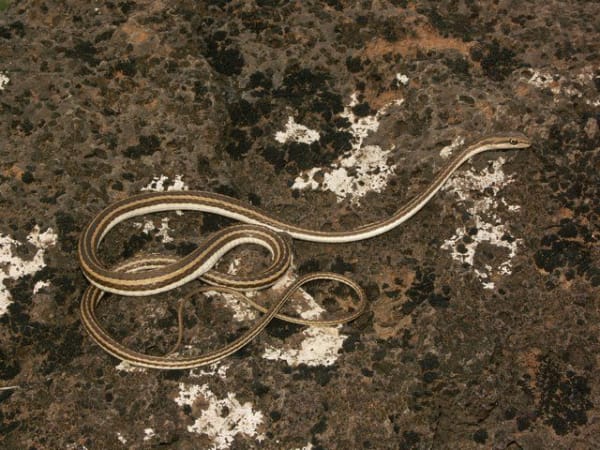 Schokari Sand Snake (10-Pack) / ショカリスナヘビ(10匹セット) / Psammophis schokari schokari