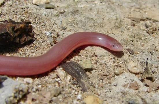 European Worm Snake (20-Pack) / ミミズメクラヘビ(20匹セット) / Typhlops vermicularis