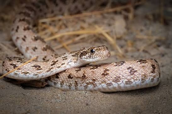 Clifford's Diadem Snake (4-Pack) / クリフォードダイアデムヘビ(4匹セット) / Spalerosophis diadema cliffordi