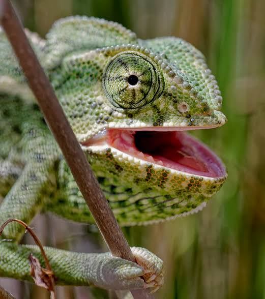 Mediterranean Chameleon (4-Pack) / コモンカメレオン(4匹セット) / Chamaeleo chamaeleon