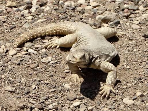 Egyptian Spiny-tailed Lizard (3-Pack) / エジプトトゲオアガマ(3匹セット) / Uromastyx aegyptia