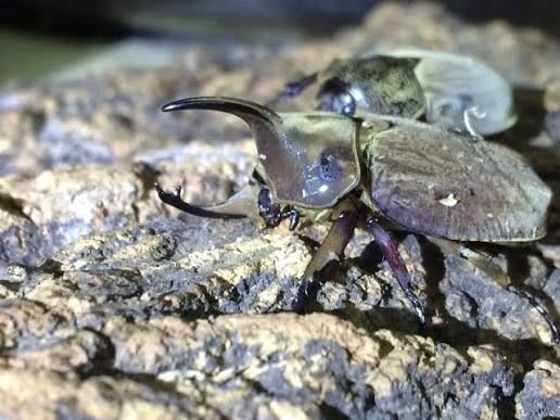 Spodistes Grandis Beetle Pair (Live) / グランディスビロードヒナカブト 成虫ペア(生体) / Spodistes grandis