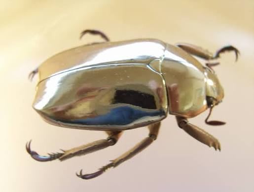 Silver Jewel Scarab Pair (Live) / ギンイロジュエルスカラベ 成虫ペア(生体) / Chrysina plusiotis argenteola