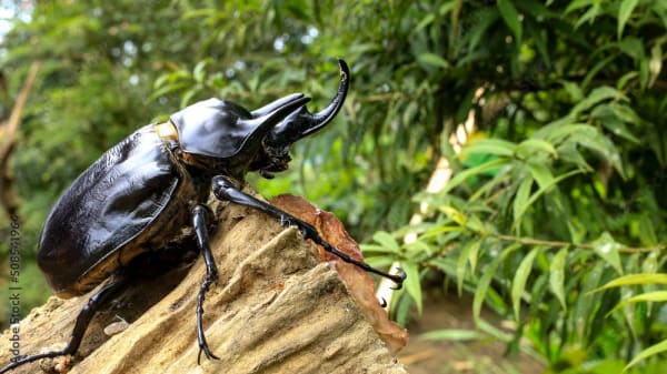 Janus Elephant Beetle Pair (Live) / ヤヌスゾウカブト 成虫ペア(生体) / Megasoma janus