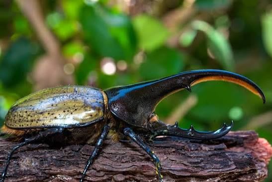 Hercules Beetle Pair - Ecuadorian (Live) / ヘラクレスオオカブト(エクアドル産) 成虫ペア(生体) / Dynastes hercules cf. ecuatorianus