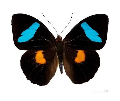 Nessaea obrinus