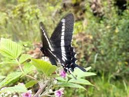 Parides phalaecus