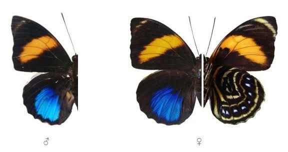 Amydon Emperor Butterfly Pair (Live) / アミドンアグリアス 成虫ペア(生体) / Agrias amydon zenodorus