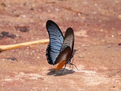 Zalmoxis Swallowtail (Giant Blue Swallowtail) / ザルモクシスアゲハ / Papilio zalmoxis