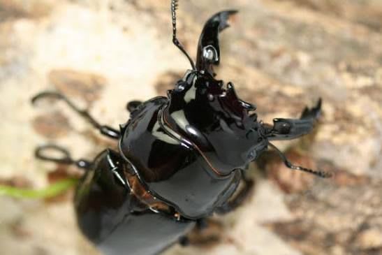 【95mm】レギウスオオツヤクワガタ WD ペア / Regius Stag Beetle Wild-Caught Pair