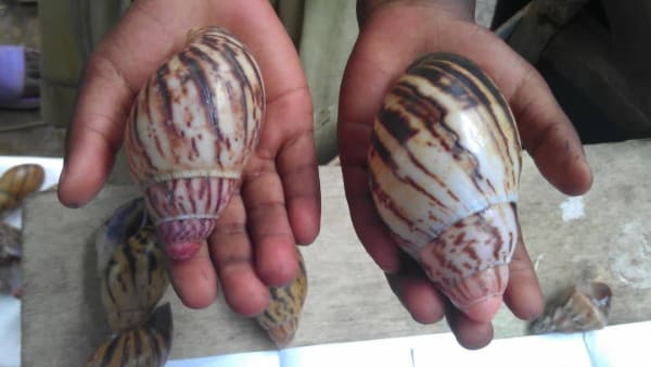Archachatina marginata(adult) / West African land snail