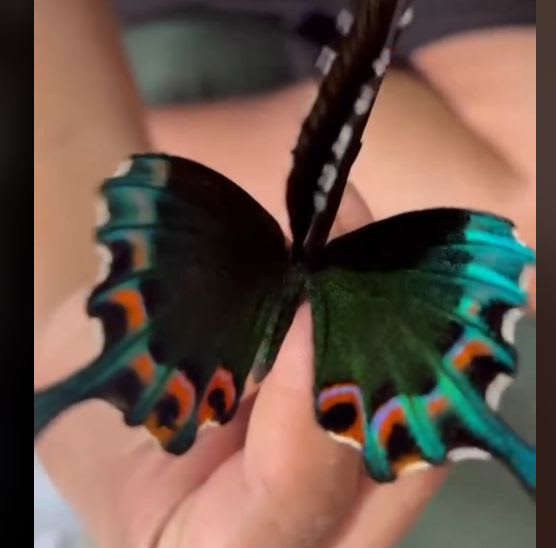 Papilio chikae (Luzon Peacock Swallowtail) Male Specimen / ルソンカラスアゲハ