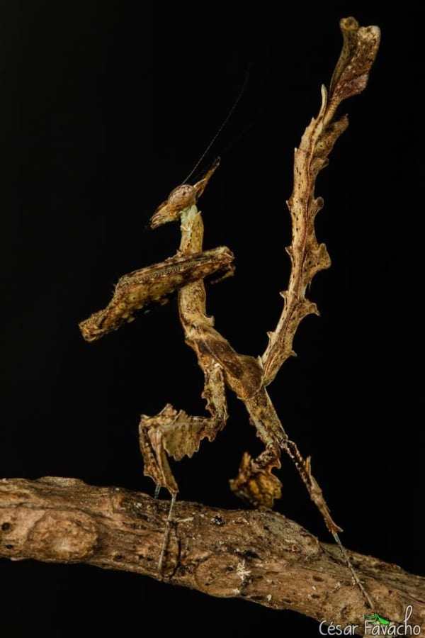 Dragon Mantis 10 Lives / Stenophylla lobivertex