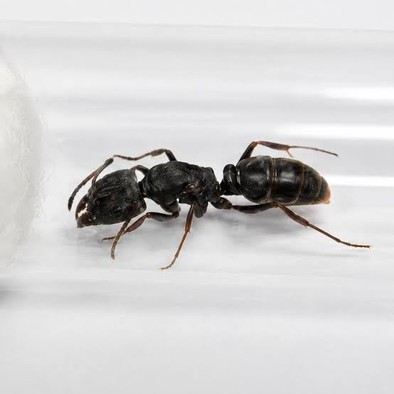 Ectomyrmex Astutu(Colony)