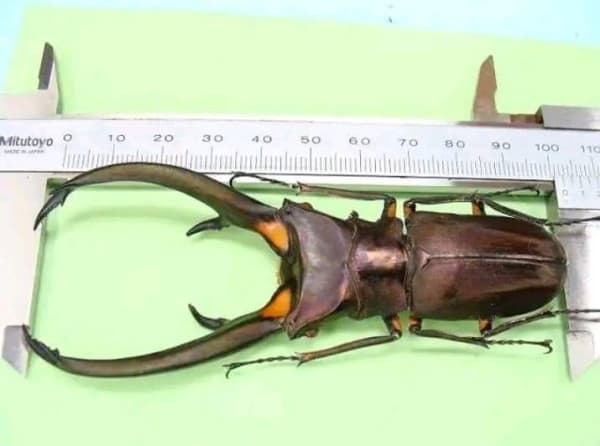 【90-100mm】Cyclommatus elaphus 10 Pairs (エラフスホソアカクワガタ)