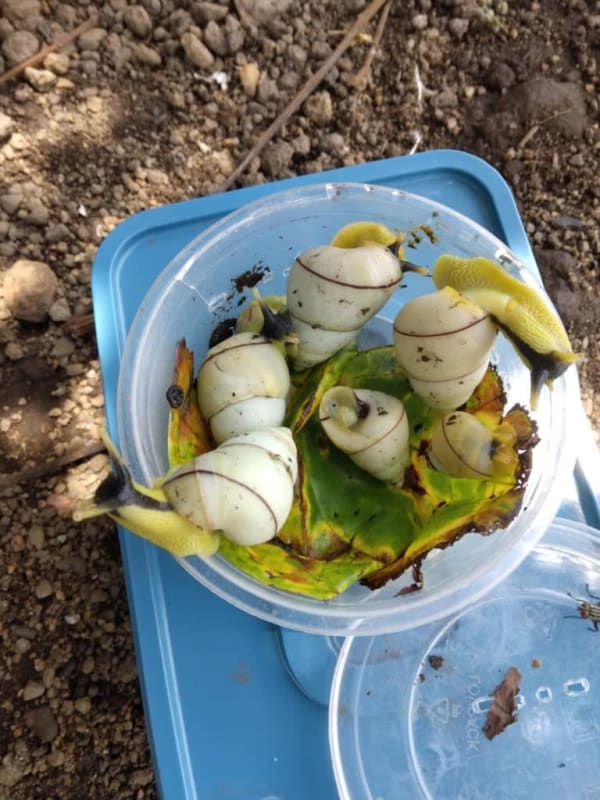 Archachatina marginata / West African land snail(White)