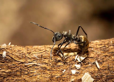 Golden-haired Spiny 1–5Q + 100W / Ant Polyrhachis dives / クロトゲアリ