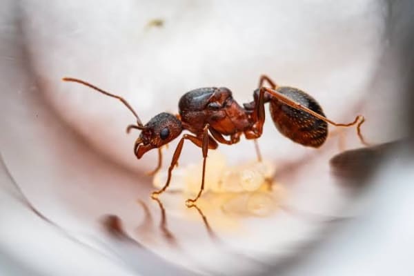 Small Long-necked Ant 1Q + 30W / Aphaenogaster sp