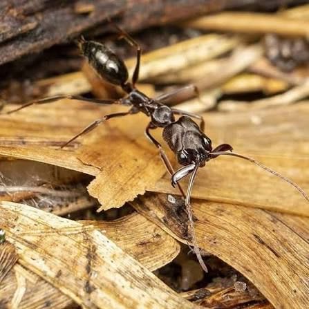 Montane Trap-jaw Ant 1Q 50W / Odontomachus monticola / アギトアリ