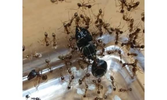Pheidole sinica (1Q 10W)(Colony) / シニカオオズアリ(コロニー)