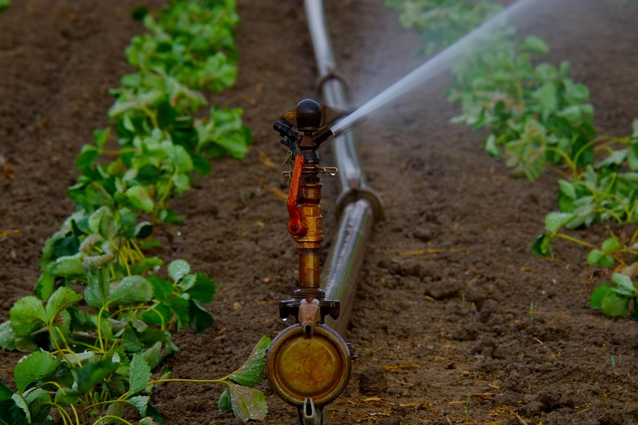Sprinkler Water Reticulation System Vs. Drip Water Reticulation System
