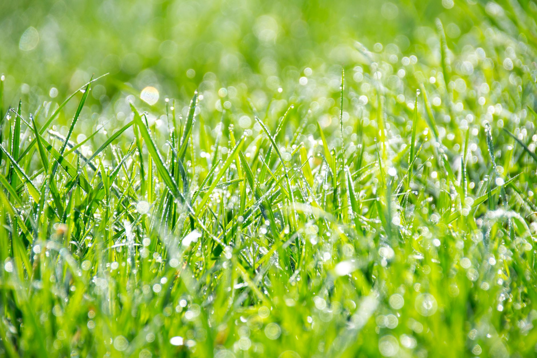 Achieving a Lush and Vibrant Lawn: The Key to Effective Lawn Care