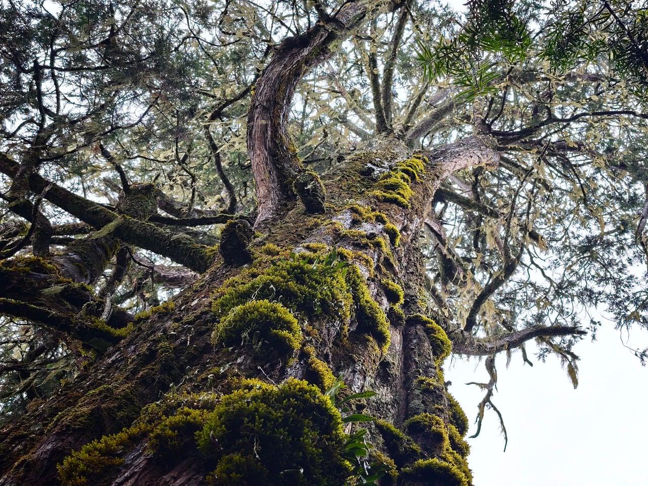 Enhancing the Canopy: The Role and Importance of Tree Services in Jonesborough, TN