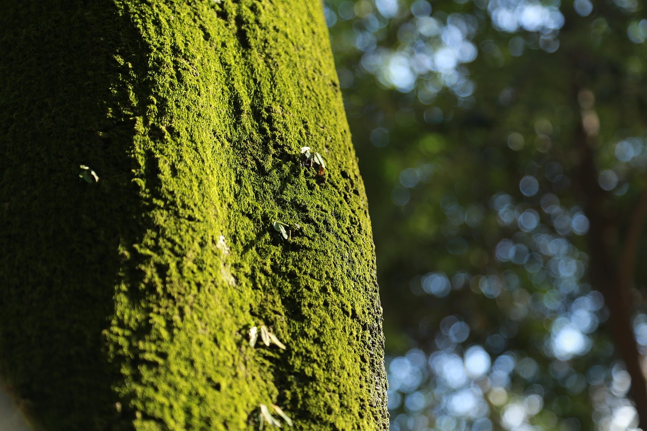 Environmental Consultant: Navigating the Green Frontier